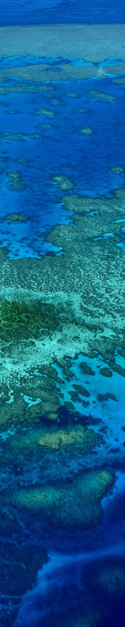 Coral reef illustrative background